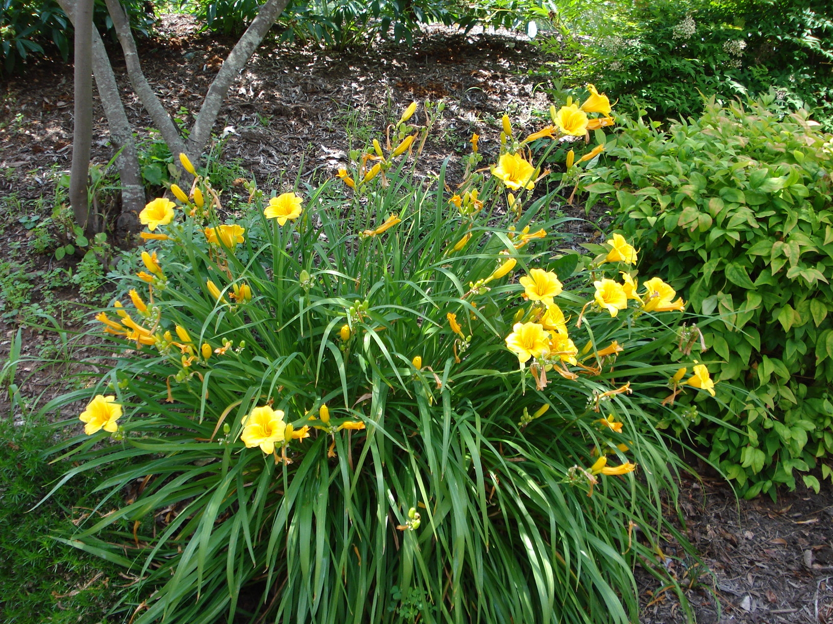 flowergarden.jpg